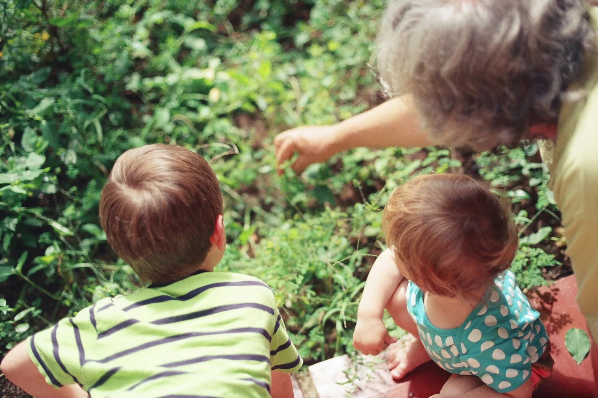 Grandmother gardening outdoors with her two young grandchildren